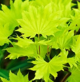 Acer shirasawanum ‘Aureum’