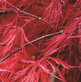 Acer palmatum ‘Crimson Queen’