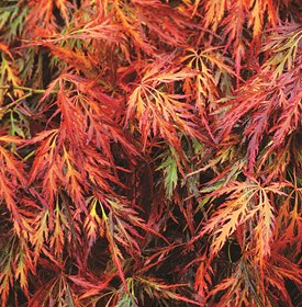 Acer palmatum ‘Dissectum Atropurpureum’