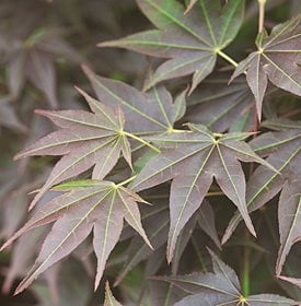 ‘tsukushigata’
Garden Design
Calimesa, CA