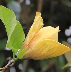 Magnolia 'JudyZuk'