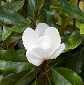 Magnolia grandiflora 'Bracken's Brown Beauty'