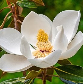 Magnolia Green Mile