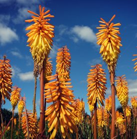 'MANGO POPSICLE' red hot poker