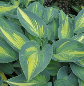 HOSTA 'JUNE' - Photo by: Peter Turner Photography / Shutterstock.