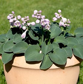 HOSTA 'BLUE MOUSE EARS' - Photo by: Blidagentur Zoonar GmbH / Shutterstock.