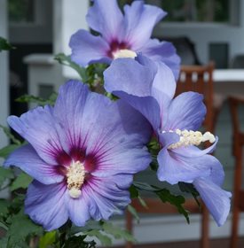 Azurri Blue Satin® Rose of Sharon