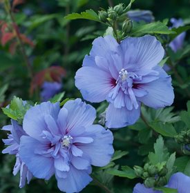 Blue Chiffon rose of Sharon