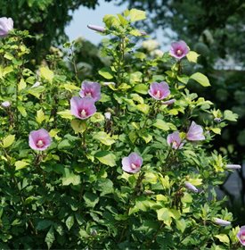 Paraplu Adorned® rose of Sharon