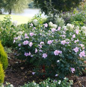 Pollypetite® Rose of Sharon