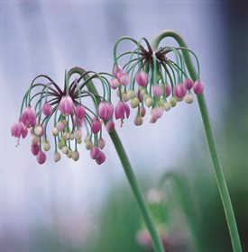 Allium cernum