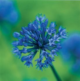 Allium caeruleum