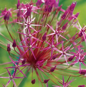 <em>Allium Cristophii</em>