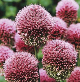 Allium sphaerocephalon