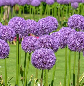 Allium giganteum