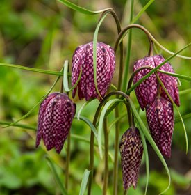 Checkered Lily Fritillaria