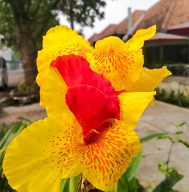 Cleopatra canna lily
