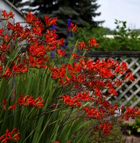 Crocosmia Lucifer