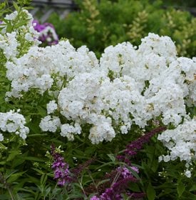 P. paniculata ‘David’