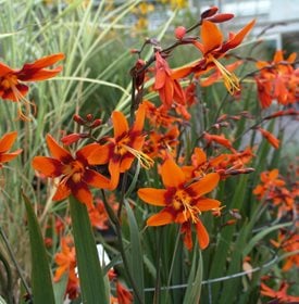 Crocosmia Emily McKenzie