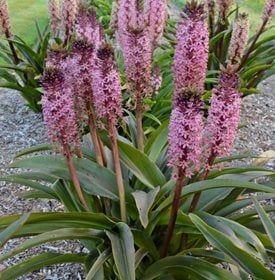 Eucomis 'African Night'