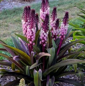 Eucomis 'Safari Adventure'
