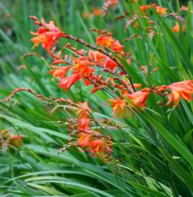 Fire King crocosmia