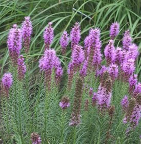Liatris spicata