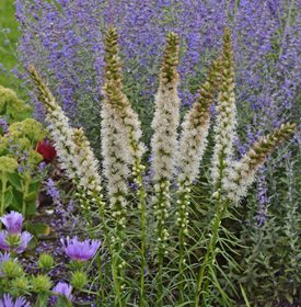Liatris spicata