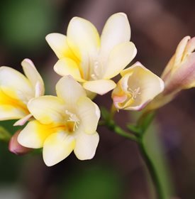 Freesia ‘Alba’