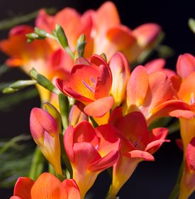 Freesia ‘Oberon’