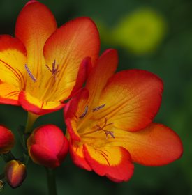 Freesia 'Single Bicolor'