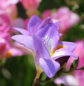 Freesia ‘Single Blue’