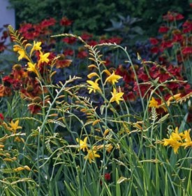 George Davidson crocosmia