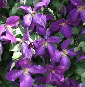 Happy Jack Purple Clematis - Proven Winners