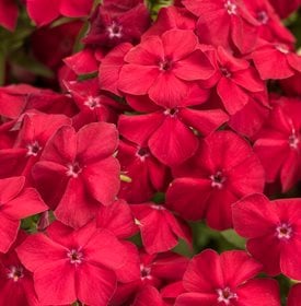Intensia Red Hot - Phlox drummondii