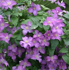 Jolly Good Clematis - Proven Winners