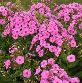 Luminary Prismatic Pink Phlox
