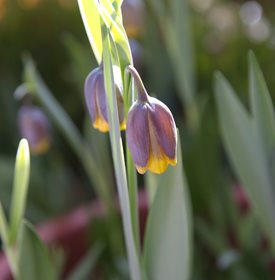 Michael's Flower Fritillaria