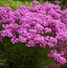 Growing & Caring for Phlox Flowers in Your Garden | Garden Design