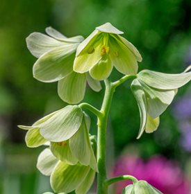 Persian Lily Fritillaria