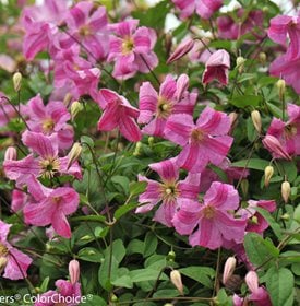 Pink Mink Clematis