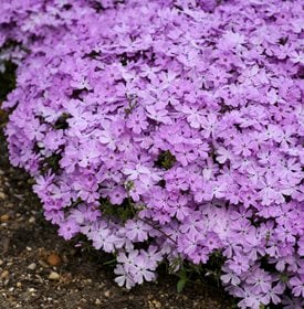 Pink Sparkles Phlox hybrid