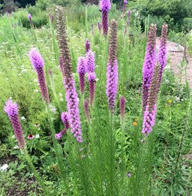 Prairie blazing star