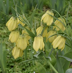 Siberian Fritillaria