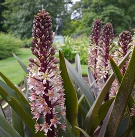 Eucomis comosa 'Sparkling Burgndy'