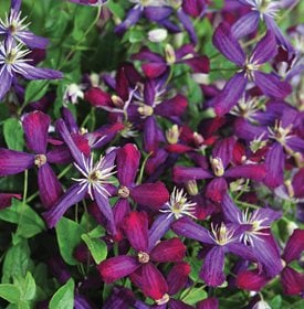 Sweet Summer Love Clematis - Proven Winners