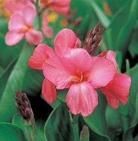 Tropical Rose canna lily