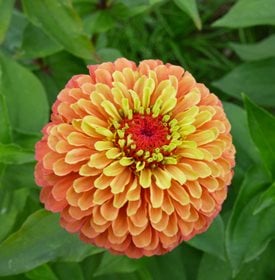 Zinnia elegans ‘ Queeny Lime Orange’ - All America Selections.