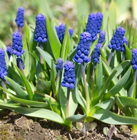 Muscari latifolium
